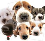 Cute Dog Jigsaw